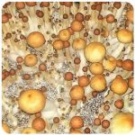 Псилоцибиновые (галлюциногенные)  грибы Psilocybin "Golden Teacher" в Кузнецке
