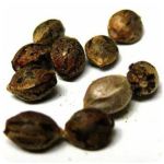 Семена марихуаны АК-47  (Seeds AK-47) в Кузнецке